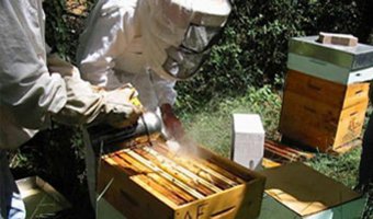 Ruches bois, Plastique, Ruchette, tous le matériel pour vos ruches